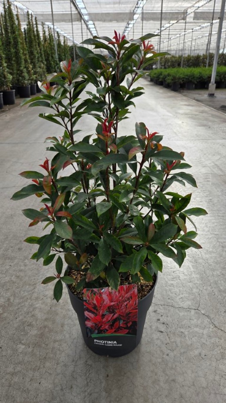 Photinia fraseri &