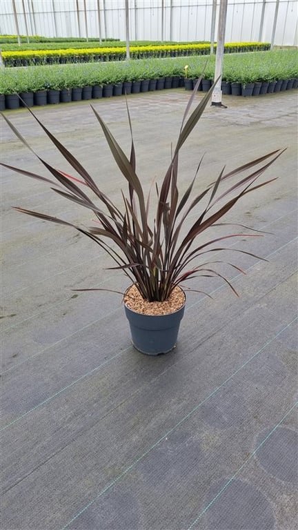 Phormium 'Platt's Black'