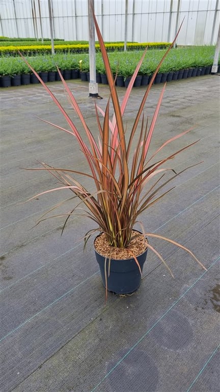 Phormium 'Pink Panther'