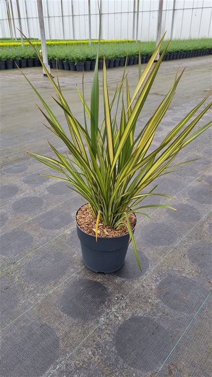 Phormium tenax 'Tricolor'