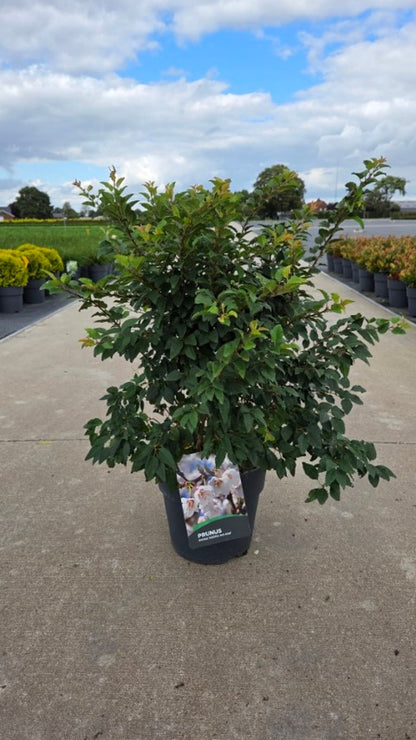 Prunus incisa &