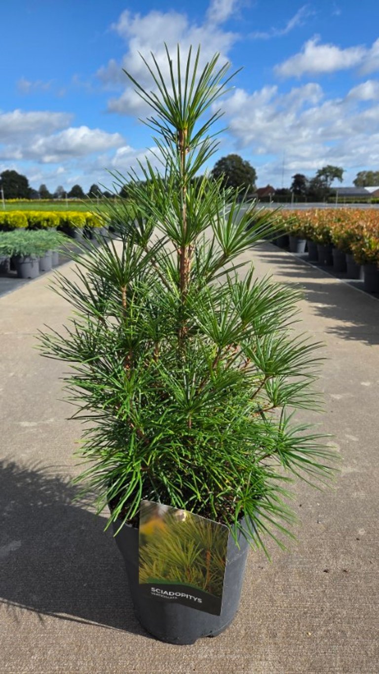 Solfjäderstall verticillata - C10 50-60 CM