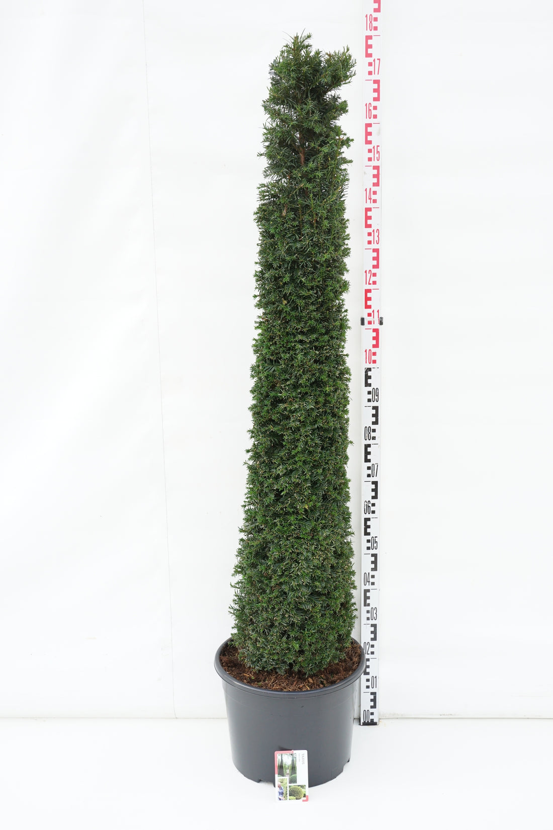 Idegran baccata - C25 125-150 CM