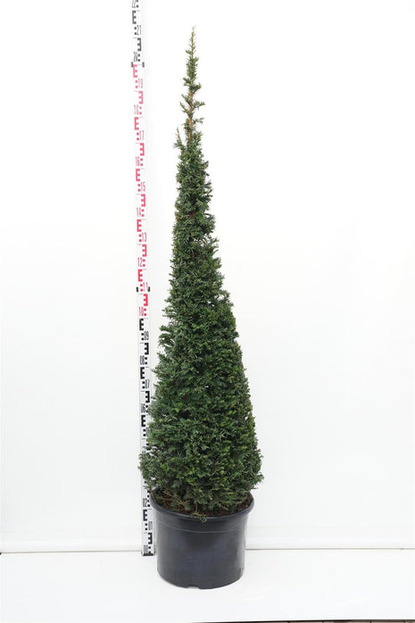 Taxus baccata