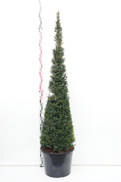 Taxus baccata