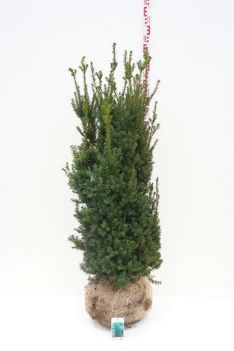 Taxus media 'Hillii'