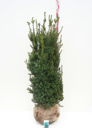 Taxus media 'Hillii'