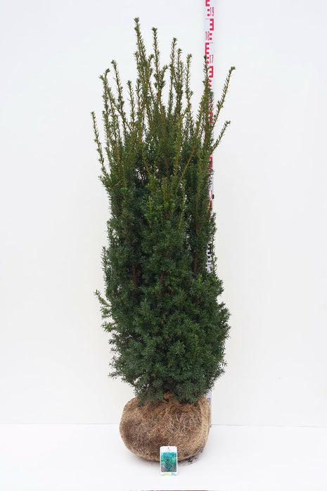 Taxus media 'Hillii'