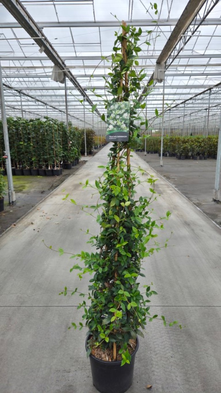 Stjärnjasmin jasminoides - C20 175-200 CM 3 ST