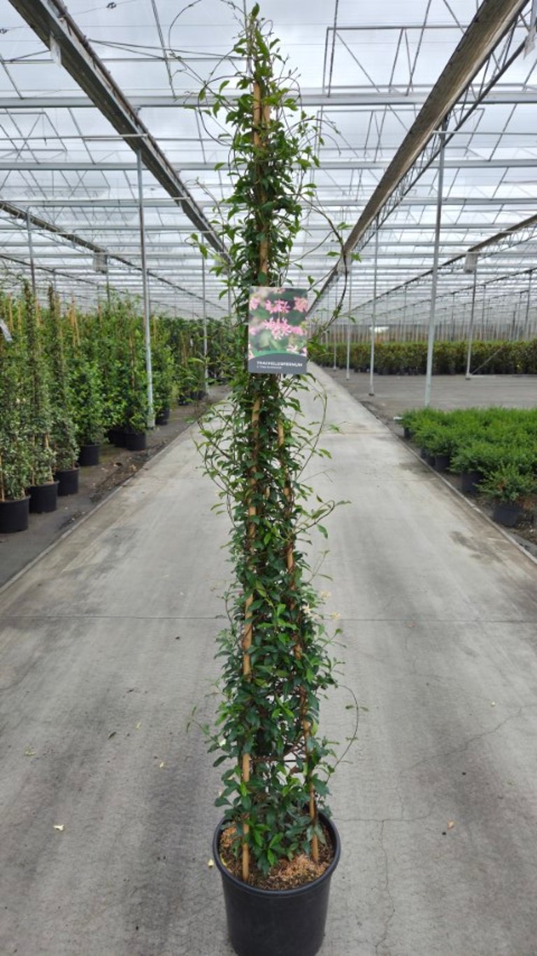 Stjärnjasmin j. &