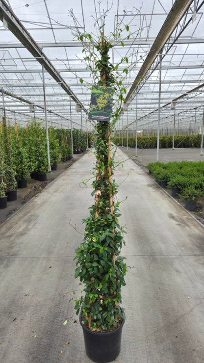 Trachelospermum jasminoides &