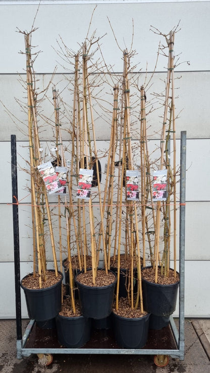 Viburnum pl. &