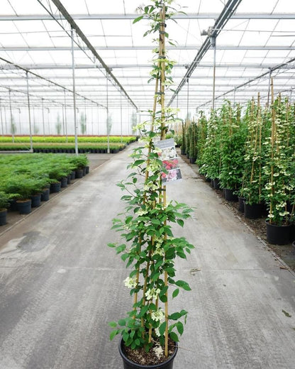 Viburnum pl. &