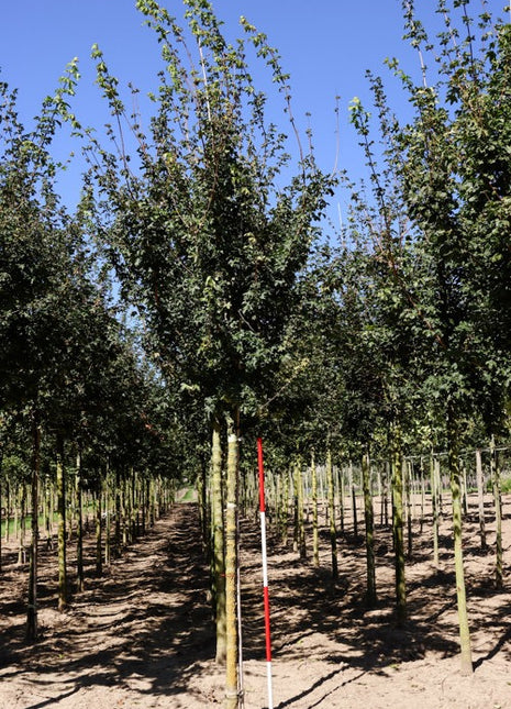 Acer campestre 'Huibers Elegant' 18-20HO