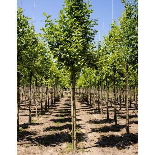 Klibbal - Alnus glutinosa 12-14  HS, COCO