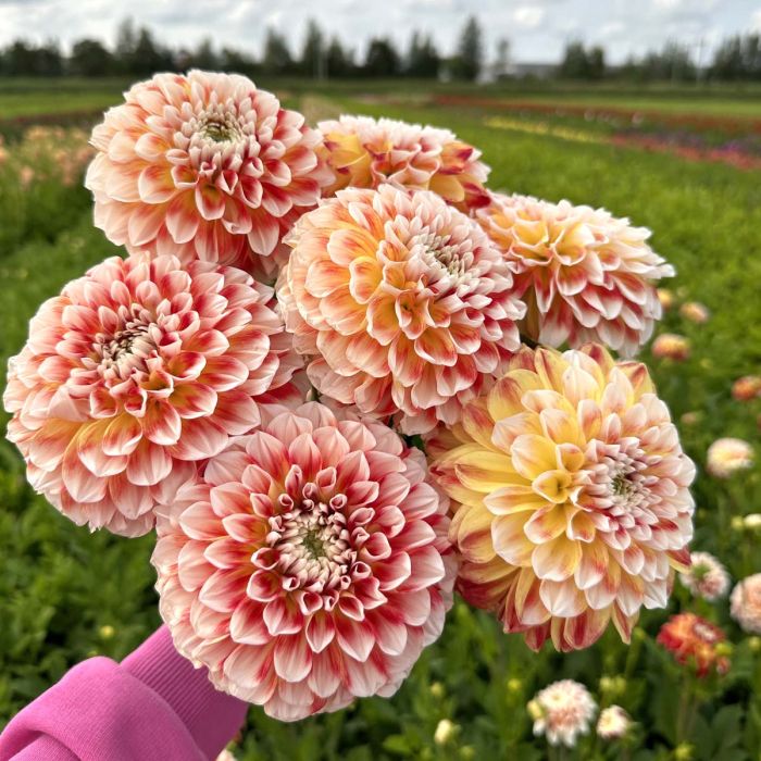 Dahlia Jowey Fantasy Ball 1-pack NYHET