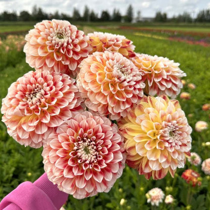 Dahlia Jowey Fantasy Ball 1-pack NYHET