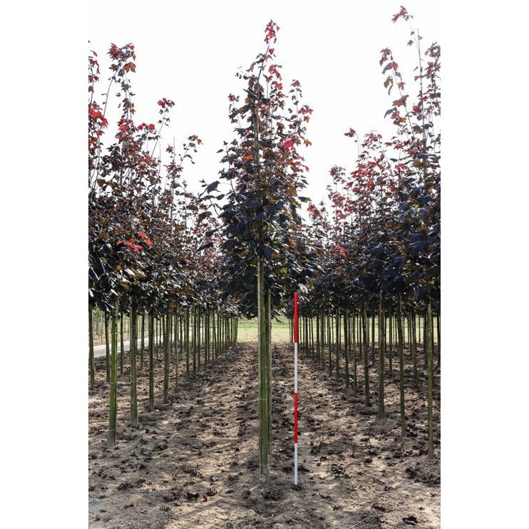 Lönn - Acer platanoides 'Royal Red'  - Stammens omkrets 16-18 cm, höjd 3,5-4 meter,   HS,