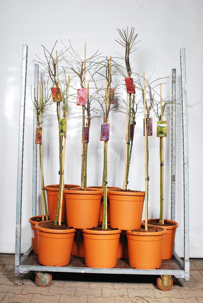Acer palmatum (Japansk lönn) i sorter – 90 cm stam, C18 (18 liters kruka)