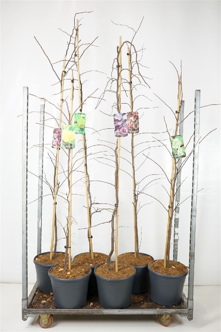 Judasträd in cultivars - C18 150-200 CM