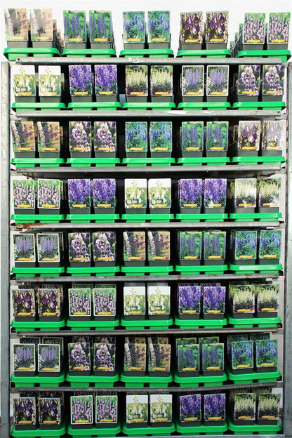 Aconitum, olika sorter - 11 cm kruka