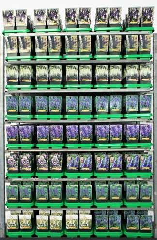 Aconitum i sorter 11 cm kruka