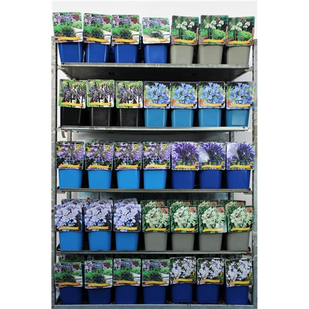 Afrikas blå lilja in cultivars - C5/P23