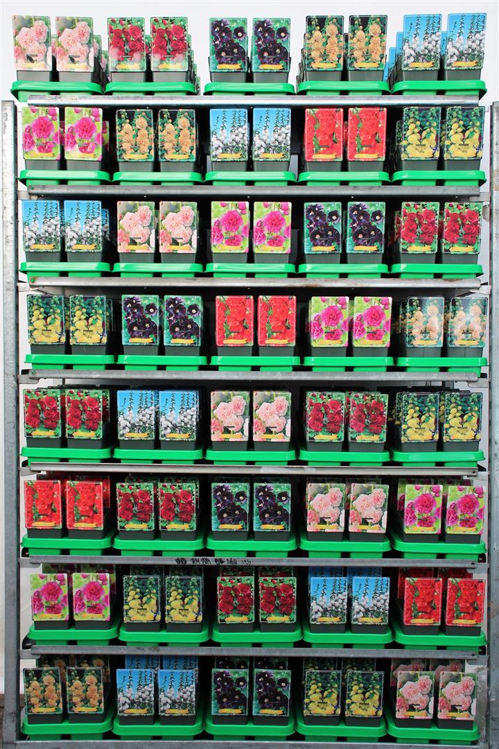 Stockros in cultivars - P11