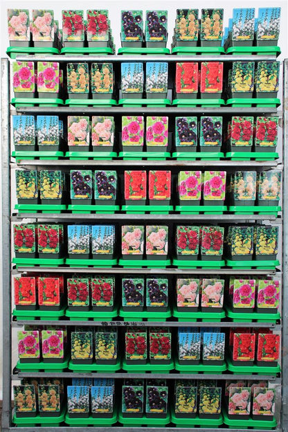 Alcea i olika sorter - 11 cm kruka