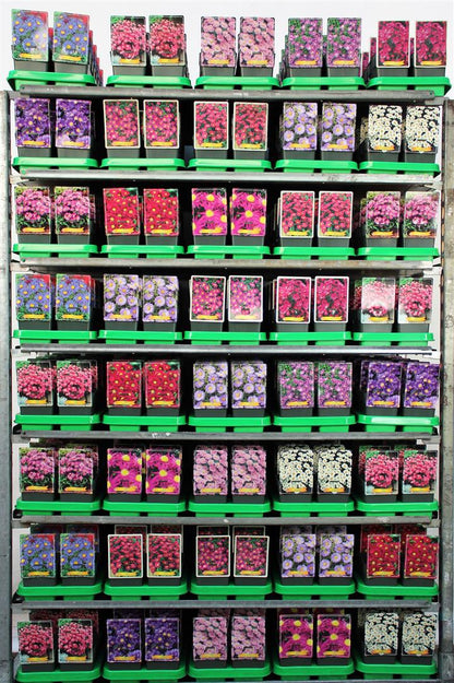 Aster i sorter, 11 cm kruka