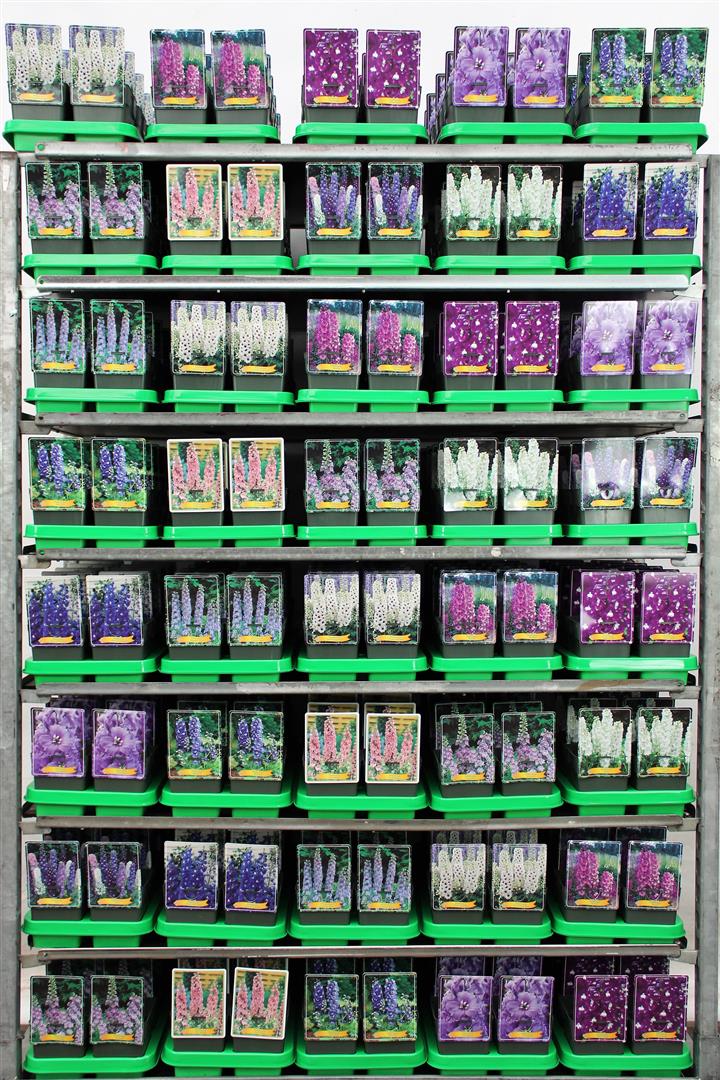 Riddarsporre in cultivars - P11