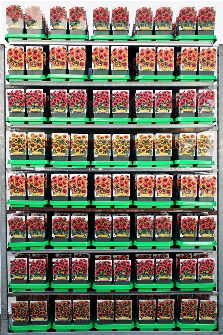 Kokardblomma in cultivars - P11