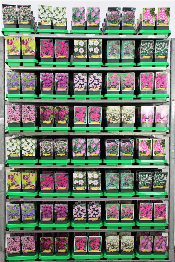 Trädgårdsnäva in cultivars - P11