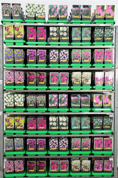 Geranium i olika sorter - 11 cm kruka