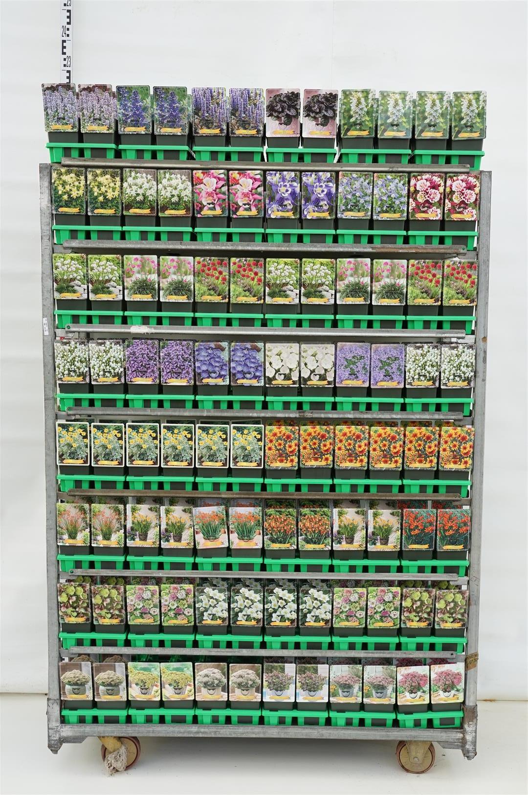 Perenner i sorter - MIX CC 5