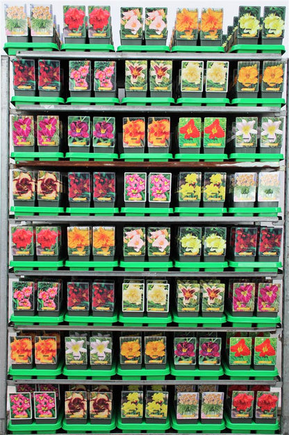 Hemerocallis i olika sorter - 11 cm kruka