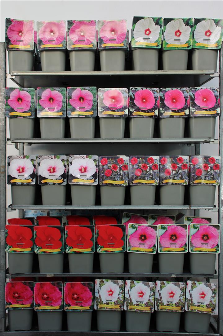 Hibiskus in cultivars - C5/P23