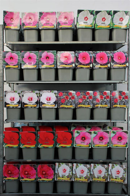 Hibiscus i olika sorter C5 (5 liters kruka) / 23 cm kruka