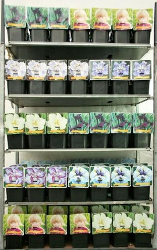 Iris ensata i olika sorter C5 (5 liters kruka) / 23 cm kruka