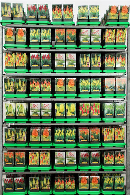 Kniphofia i olika sorter - 11 cm kruka