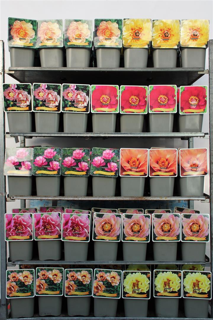 Pion itoh in cultivars - C5/P23