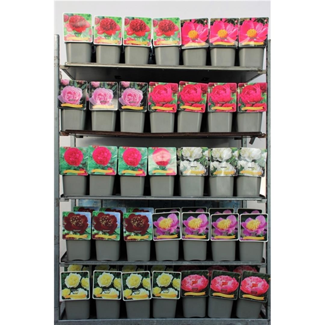 Pion lactiflora - C5/P23