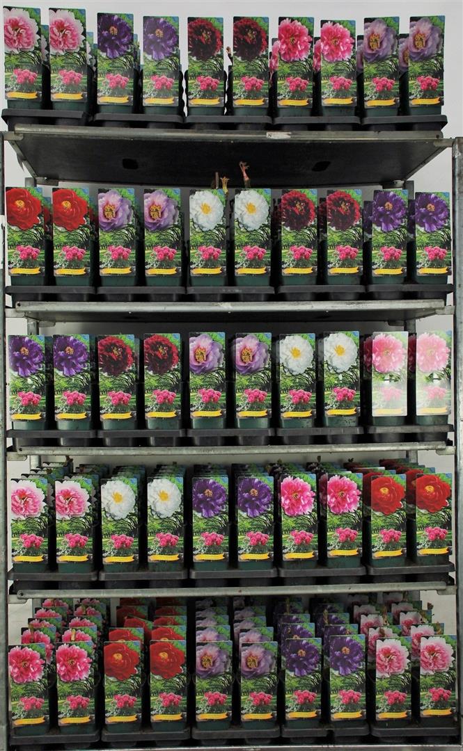 Pion suffr. in cultivars - P12
