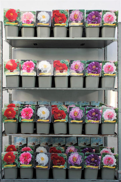 Paeonia suffruticosa C5 (5 liters kruka) / 23 cm kruka