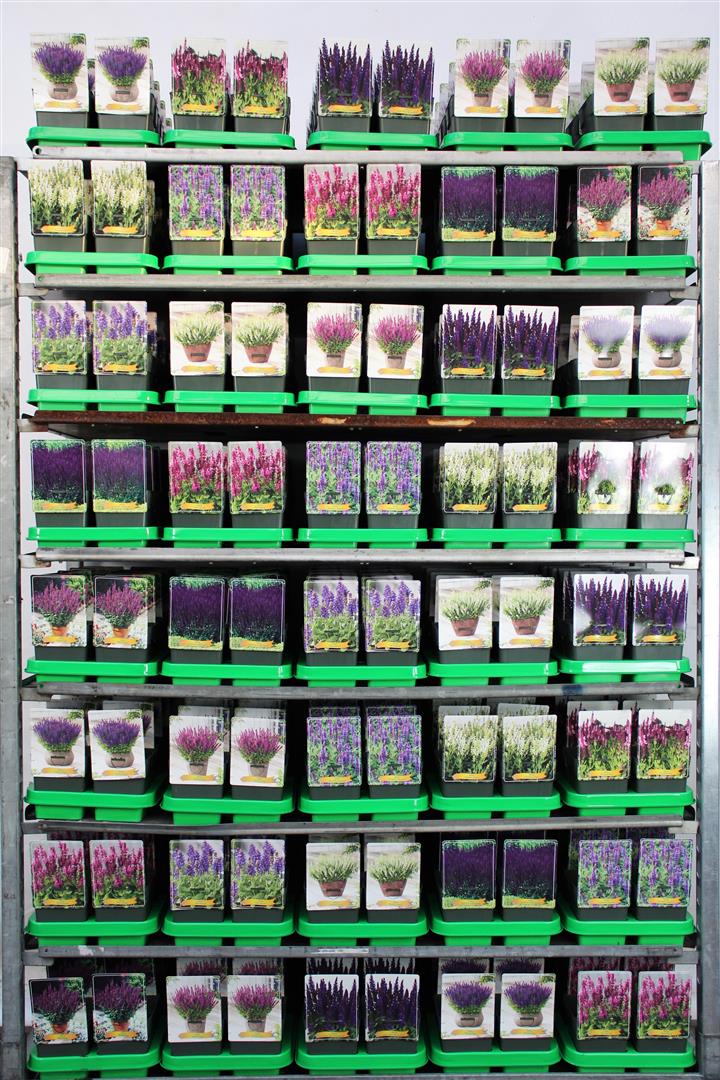 Salvia in cultivars - P11