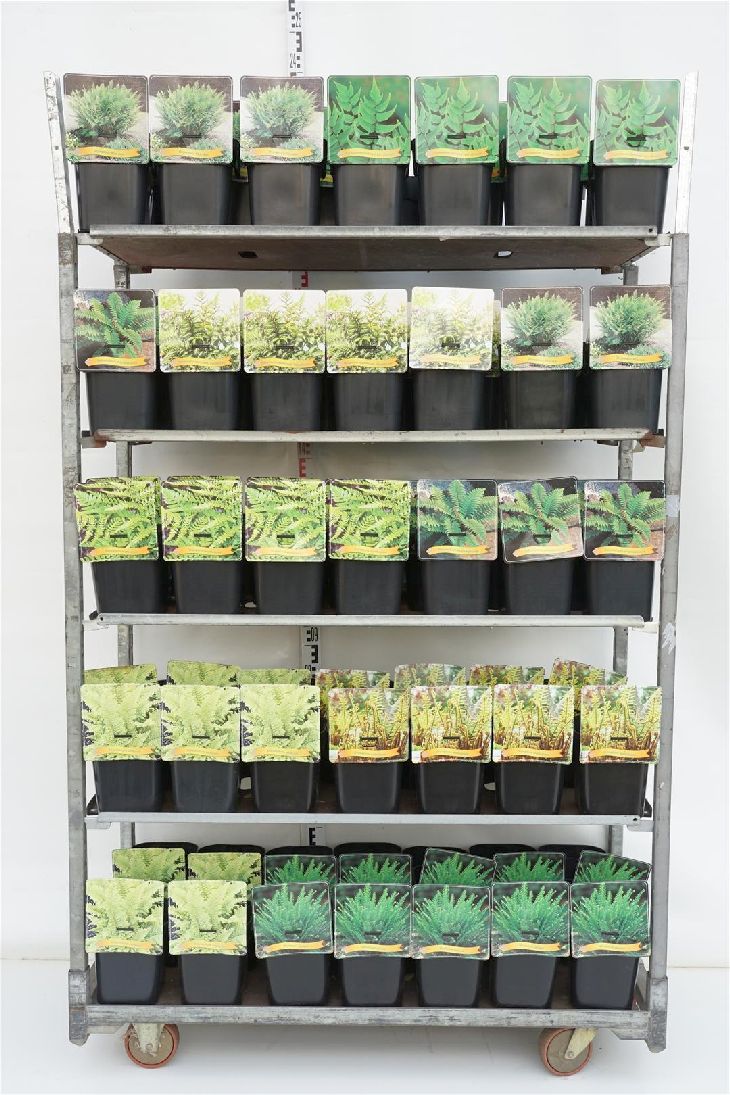 Ormbunkar i sorter - C5/P23