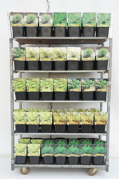 Ormbunkar i sorter C5 (5 liters kruka) / 23 cm kruka