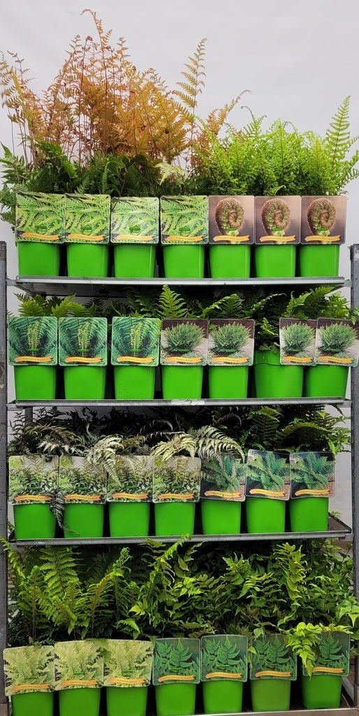 Ormbunkar i olika sorter C5 (5 liters kruka) / 23 cm kruka