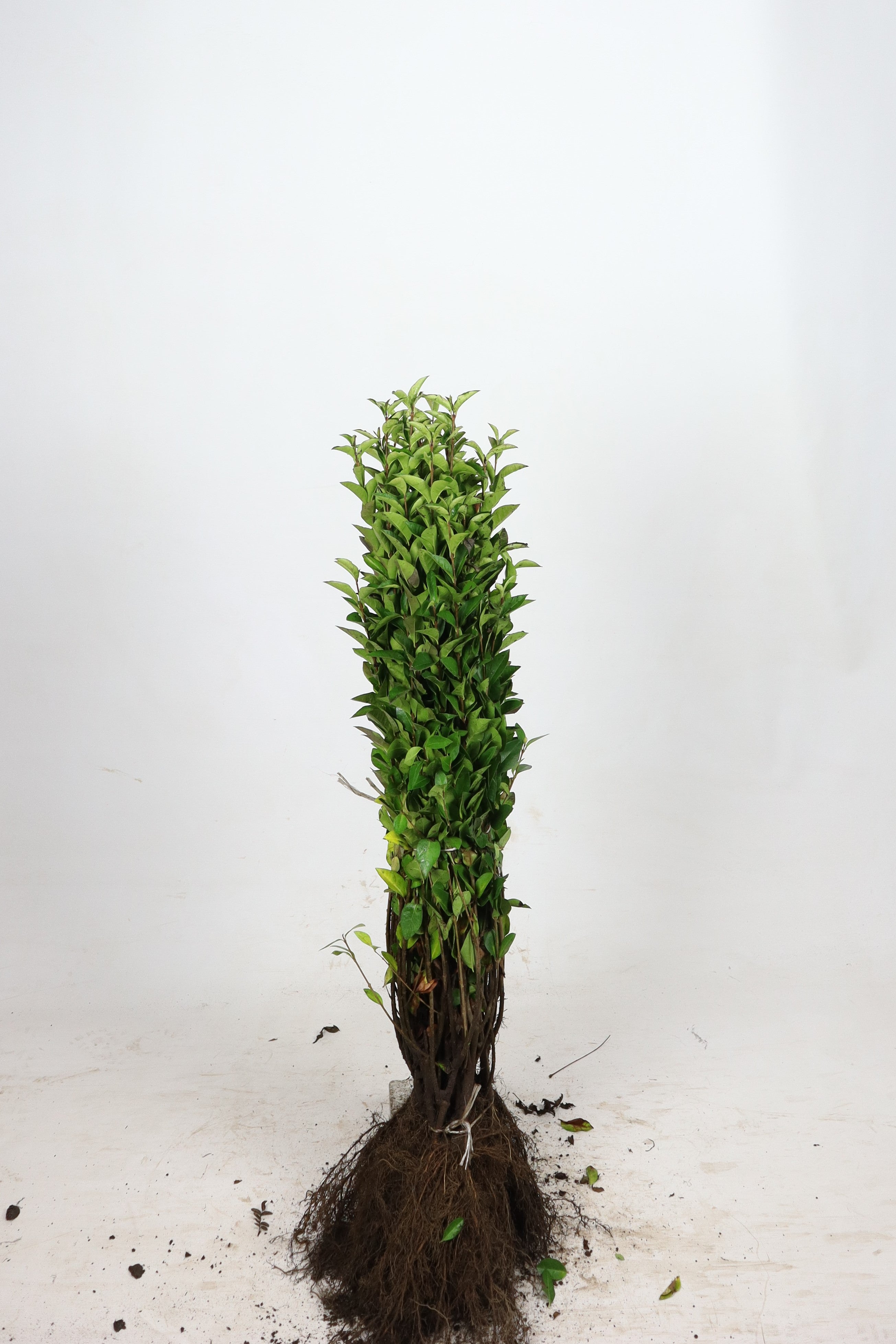 Liguster ; 100-125 cm barrot 0+2