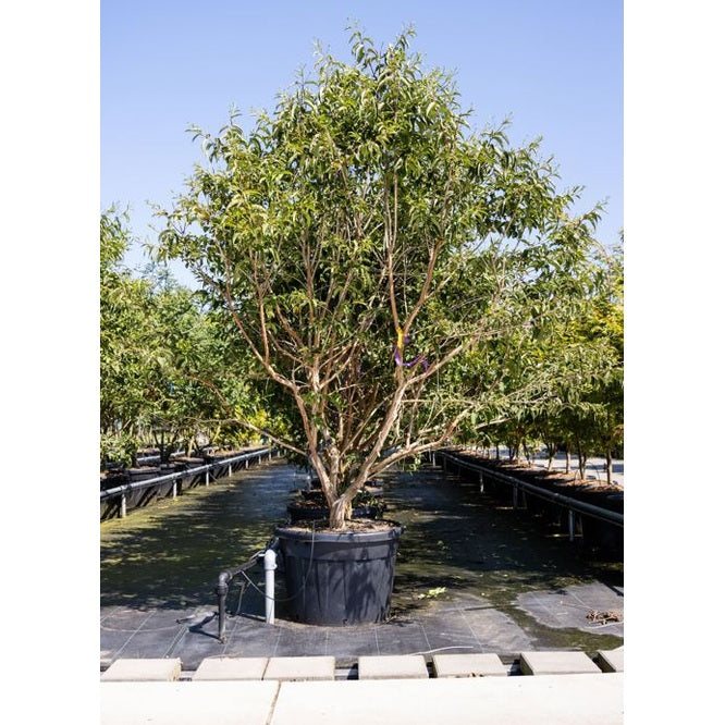 Kaprifol - Heptacodium miconioides 250-300 MS